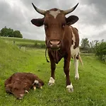 Zerko Marjetka With Wellness Bookable Separately * Mirna