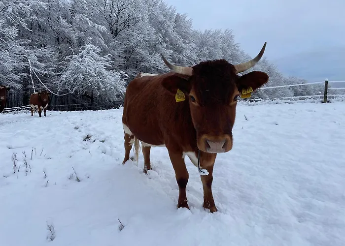 Appartement Zerko Marjetka With Wellness Bookable Separately