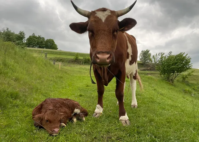 Zerko Marjetka With Wellness Bookable Separately * Mirna